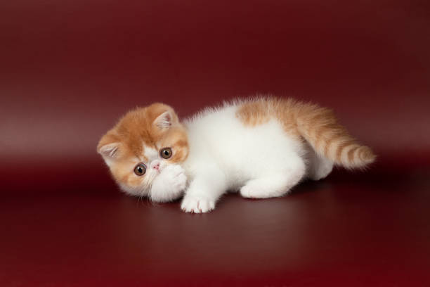 istock small beautiful red kitten exotic on a burgundy background in the studio. 1472987555