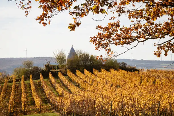 Vineyard rows with changing yellow and golden leaves in autumn, traditional countryside, with Trullo auf dem Adelberg building, Rhine Hesse, Germany