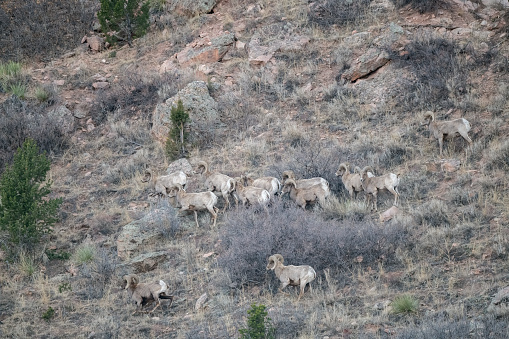 Herd of Big Horn rams on a mountain side in Garden of the Gods, Colorado Springs, Colorado in western USA of North America.