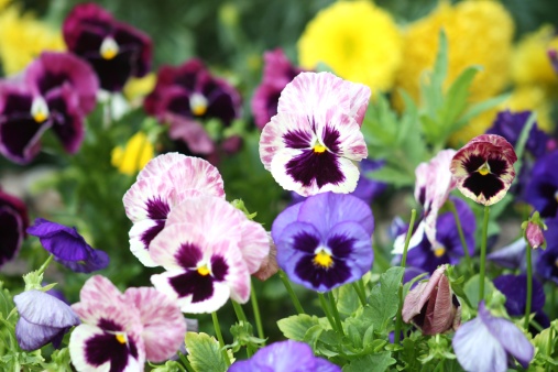 Beautiful and colourful pansie flowers.