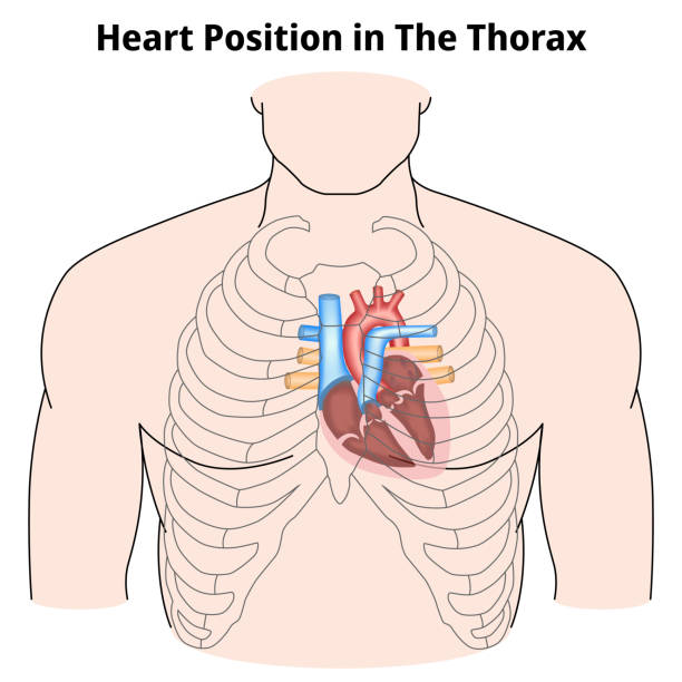 Circulation Position First Aid 90+ Cpr Circulation Stock Illustrations, Royalty-Free Vector Graphics ...