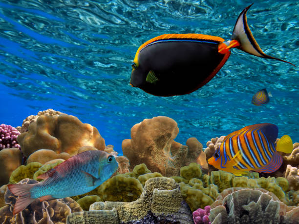 istock Beautiful Coloured Hard Coral Reef 1472989981