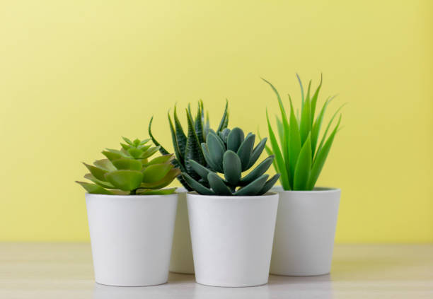istock .Indoor artificial plants, various succulents in pots. Succulents in white mini-pots. Ideas for home decoration.Copy space . 1472990021