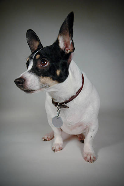 istock puppy dog face 147299012