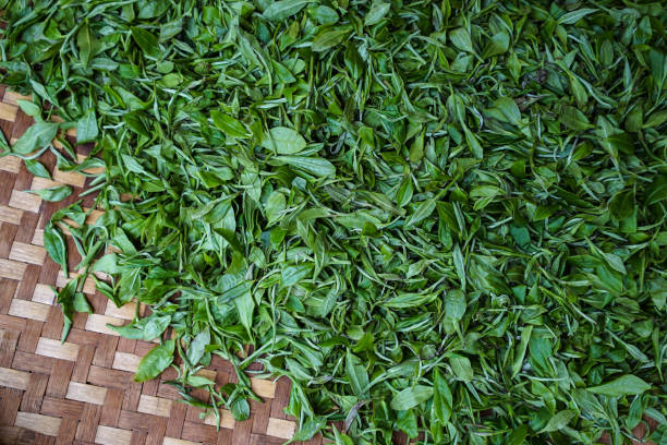 istock Drying tea leaves in the bamboo basket 1472990439