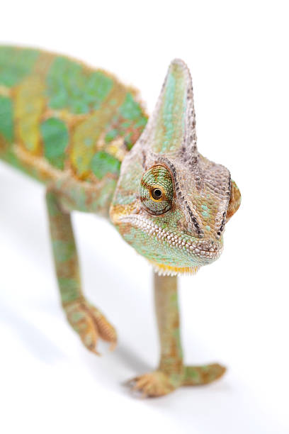 Bonito Camaleão grande - fotografia de stock