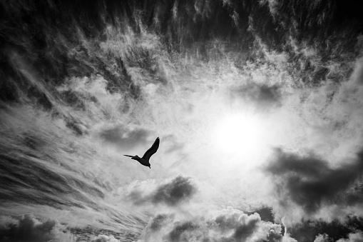 Flying seagull against cloudy sky in Norddeich, North-Sea in winter,  East Frisia, Lower Saxony, Germany