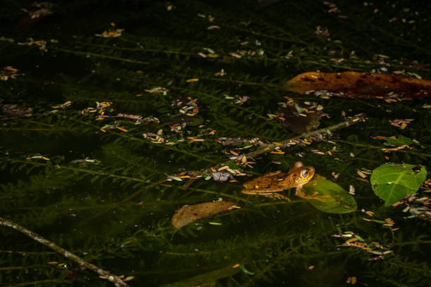 tierthemen: rana platanera, rana capina auch bekannt als smaragdaugen-laubfrosch auf einem teich. - nature animal themes wildlife outdoors stock-fotos und bilder