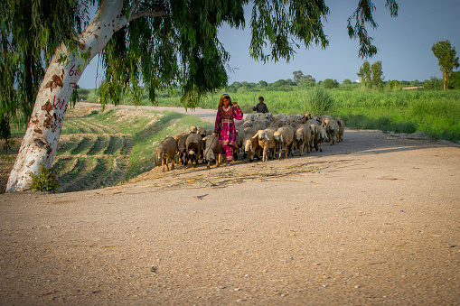 Aksum, Ethiopia - December 29, 2018: Goat herd on the street followed by the people who direct them to the local animal market in Aksum, Ethiopia, to be sold, on a hot dry day.