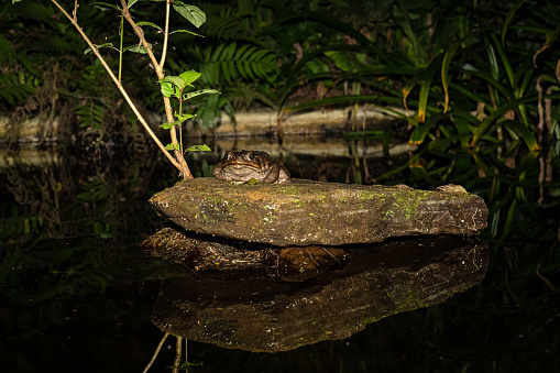 Animal themes: Sapo marino, sapo gigante also known as Marine toad on a pond at night.