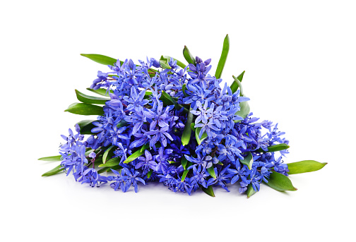 Bouquet of blue primrose isolated on a white background.