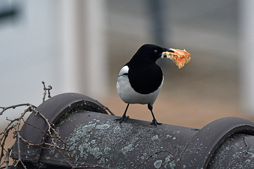 wild magpie on a roof with food in its beak