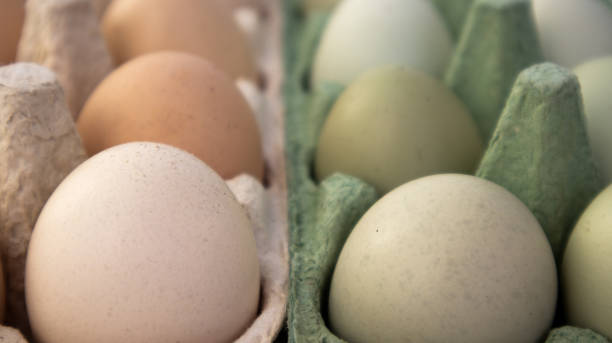 istock Multicolored chicken eggs in paper cells for storage and transportation. 1472993542