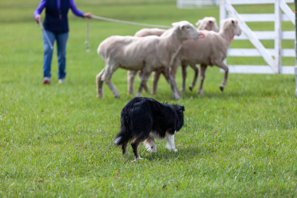 A young black and white shepherd works with a group of sheep at an annual stock trial event