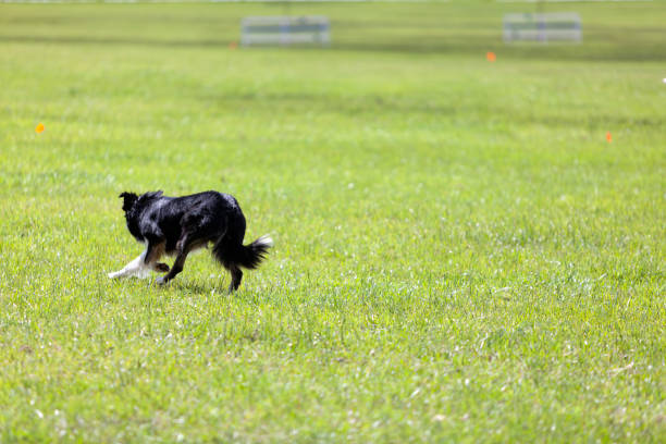 istock Herding Dog Working with Sheep at a Stock Dog Trial 1472994564