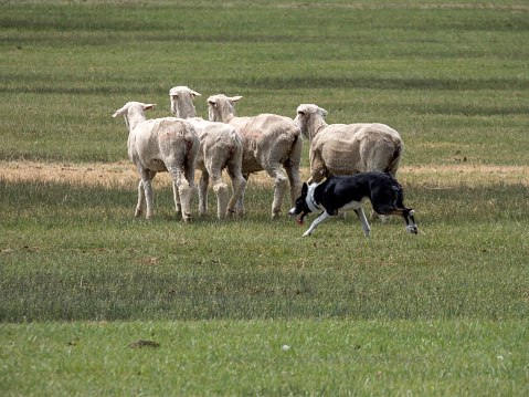 A young black and white shepherd works with a group of sheep at an annual stock trial event
