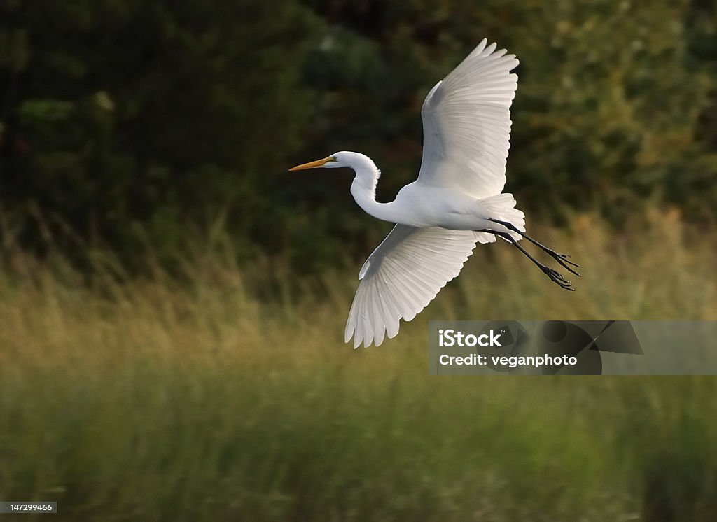 Egret Flying across the marsh A great white egret fly's across a marsh in the morning. Animal Body Part Stock Photo