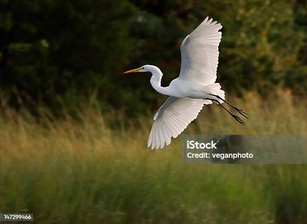 Egret Flying Across The Marsh Stock Photo - Download Image Now - Animal Body Part, Animal Wing, Egret