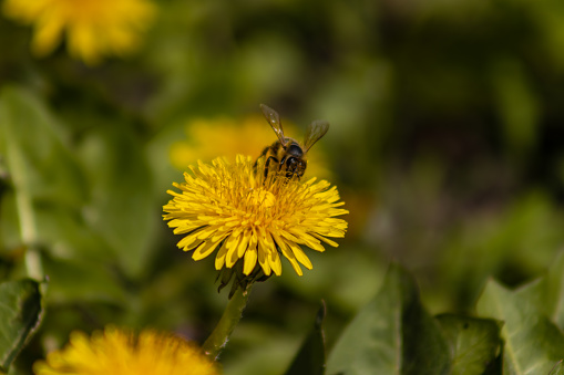 Dandelion with a bee collecting nectar on it. Polish early spring