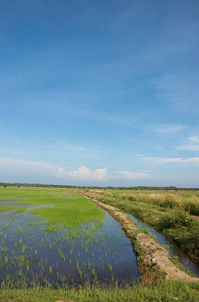 Campo de arroz e água - foto de acervo