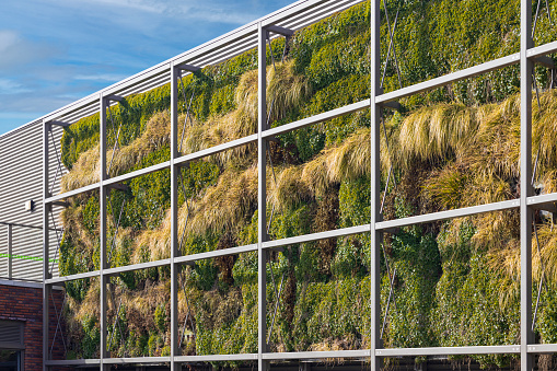 An outside wall covered with vertical planting for improving air quality and energy efficiency and biodiversity