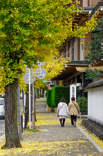 Kyoto, Japan - Nov 28, 2016. Walking street with ginkgo trees at autumn in Kyoto, Japan. Kyoto served as Japan capital and the emperor residence from 794 until 1868.
