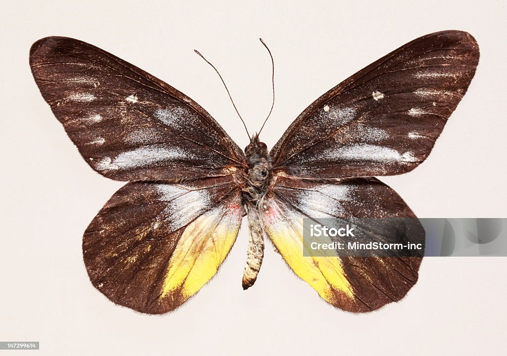 Butterfly (Delius ninus - 로열티 프리 갈색 스톡 사진
