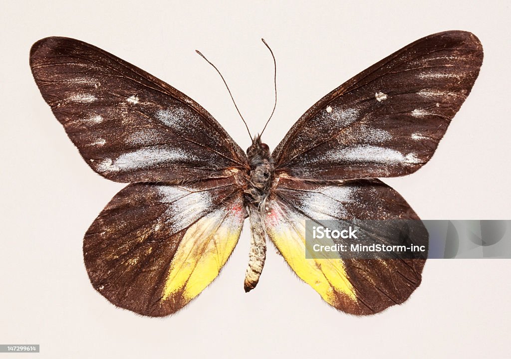 Butterfly (Delius ninus) Animal Stock Photo