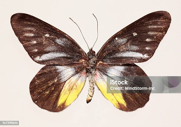 Butterfly Stock Photo - Download Image Now - Animal, Animal Body Part, Animal Wildlife