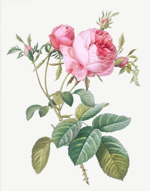 kwiat róży (rosa centifolia anglica rubra). ilustracja z antycznych kwiatów. - tulipan obrazy stock illustrations