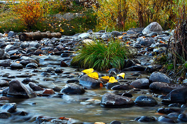 Autumn Leaves in a Stream stock photo