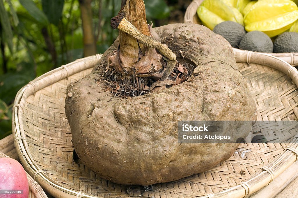 Devil's língua ou Konjak (Amorphophallus k? njak - Foto de stock de Amorphophallus Titanum royalty-free