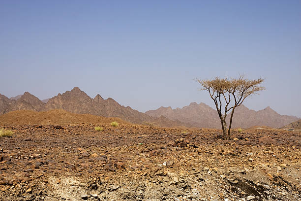 Desert of Oman stock photo