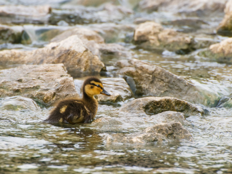 lone mallard duckling navigating along some rocks in a pond in springtime