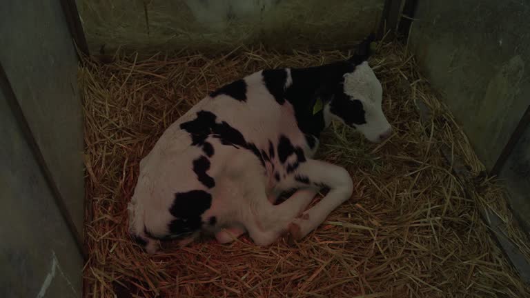 calf under red light