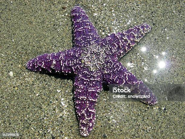 Purple Rozgwiazda Na Piasek - zdjęcia stockowe i więcej obrazów Bez ludzi - Bez ludzi, Biologia - Nauka, Bliskie zbliżenie