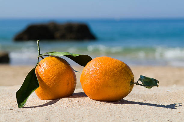 ripe oranges stock photo