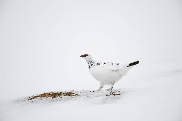 istock Ptarmigan (Lagopus muta) in winter plummage, Cairngorms, Scotland 147299948
