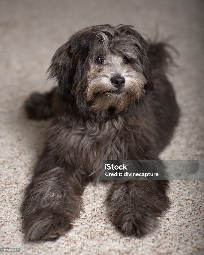 kalk liberal romersk Lhasa Apso Poodle Mix 6 Month Old Puppy Dog Stock Photo - Download Image  Now - Animal, Animal Hair, Black Color - iStock