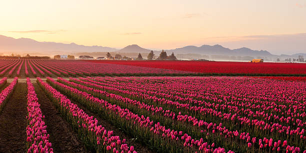 valle de skagit tulipán campo al amanecer en la niebla - field tulip flower tree fotografías e imágenes de stock