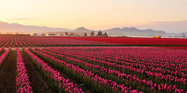 skagit dolina tulip field at foggy sunrise - field tulip flower tree zdjęcia i obrazy z banku zdjęć