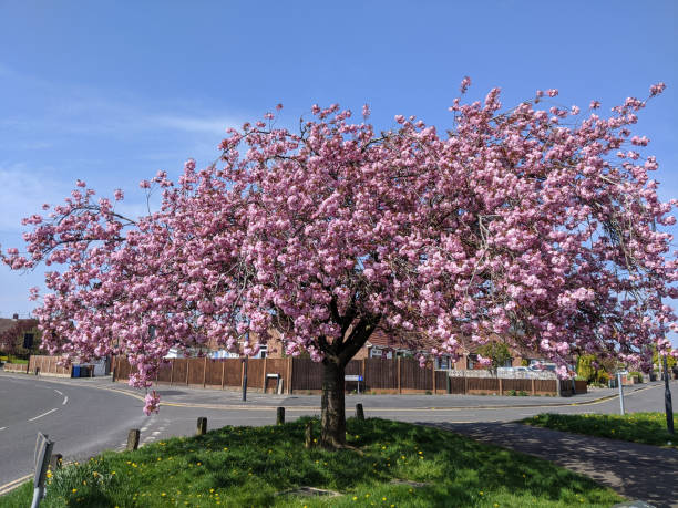 istock Pink flowering cherry blossom on a sunny spring day with blue sky 1473004860