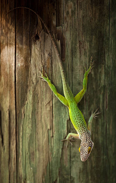 Lagarto - foto de stock