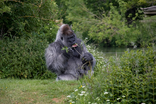 Gorilla posing for the camera with a relaxed pose but an angry stare.