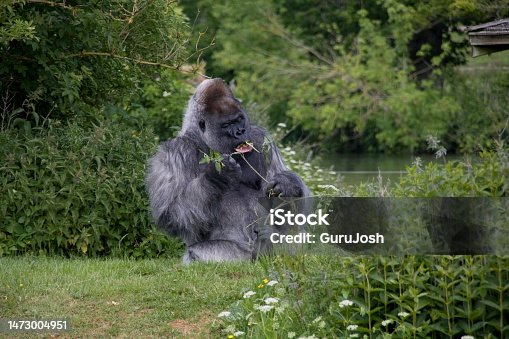 istock Silverback gorilla eating 1473004951