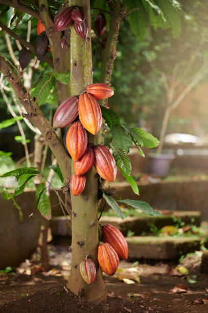 istock Healthy cacao pods 1473005114