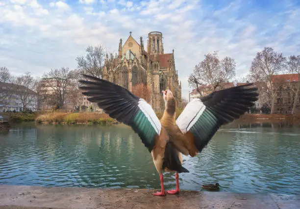 Egyptian goose flapping it wings at Feuersee lake in front of Johanneskirche (St. John Church)
