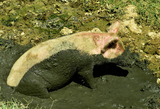 Why is a pig always at its happiest when the waddle in mud?