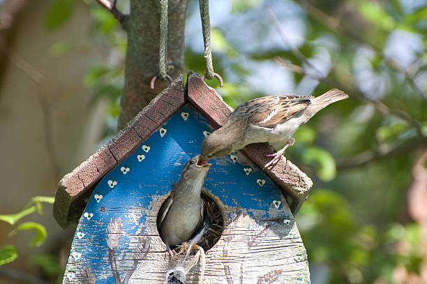 Sparrows fighting over birdhouse. Wooden bird house