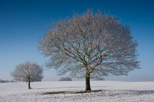 istock A sunny winters day with frosty trees on Cannock Chase 1473006022